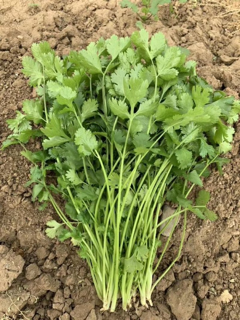 安瑟米3天香菜种籽进口耐热芫荽种籽原袋发货500克