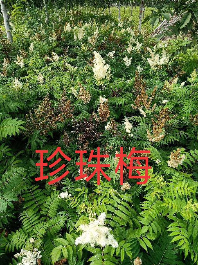 大量供应珍珠梅，从生珍珠梅，大粿从生珍珠梅