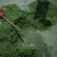 毛豆大清豆