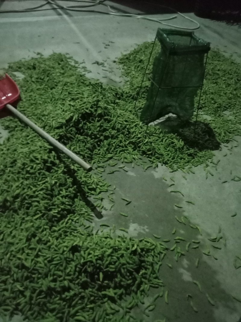 毛豆大清豆