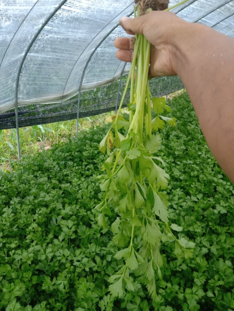 毛豆大清豆