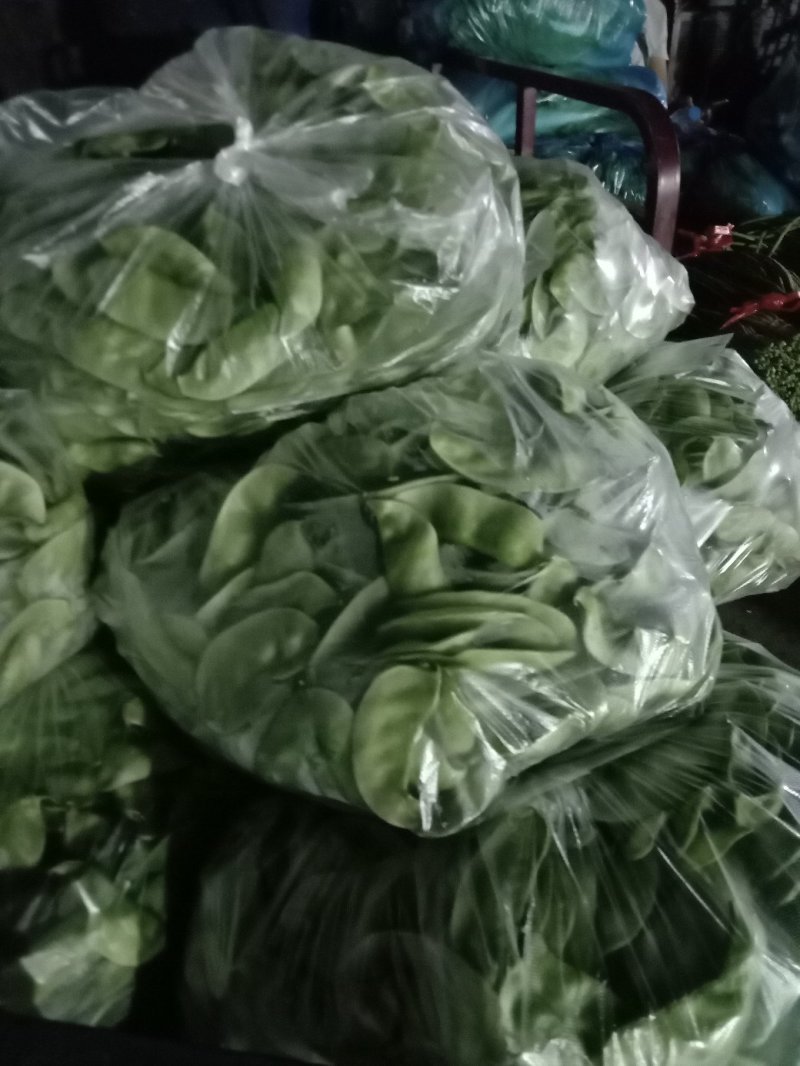 毛豆大清豆