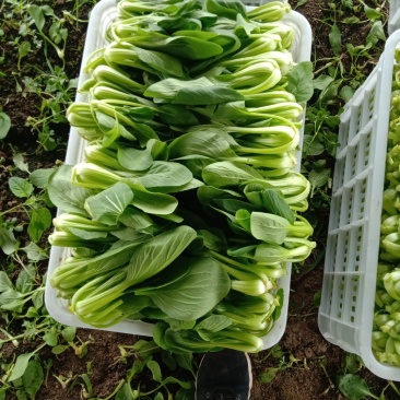 毛豆大清豆
