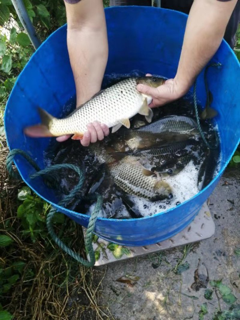 2两到1斤2小鲤鱼出售