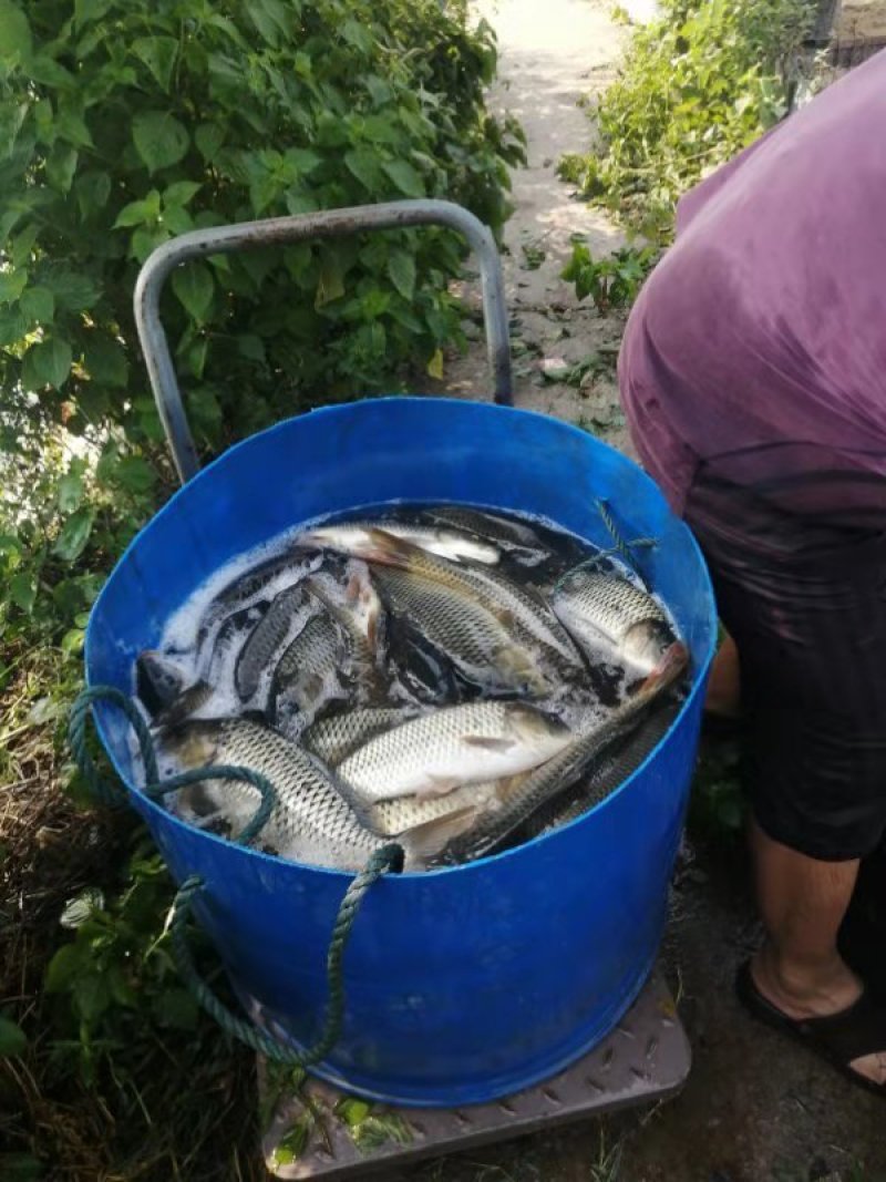 2两到1斤2小鲤鱼出售