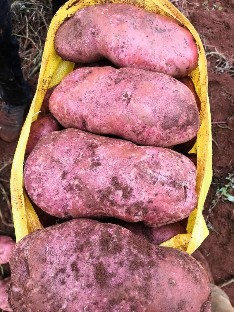 【万亩基地】云南精品红皮土豆青薯九号品质好基地直发价低