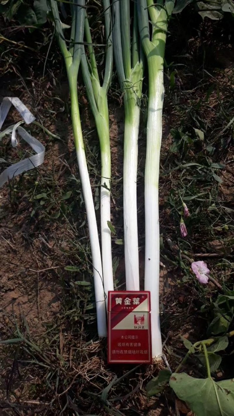 小叶长白葱