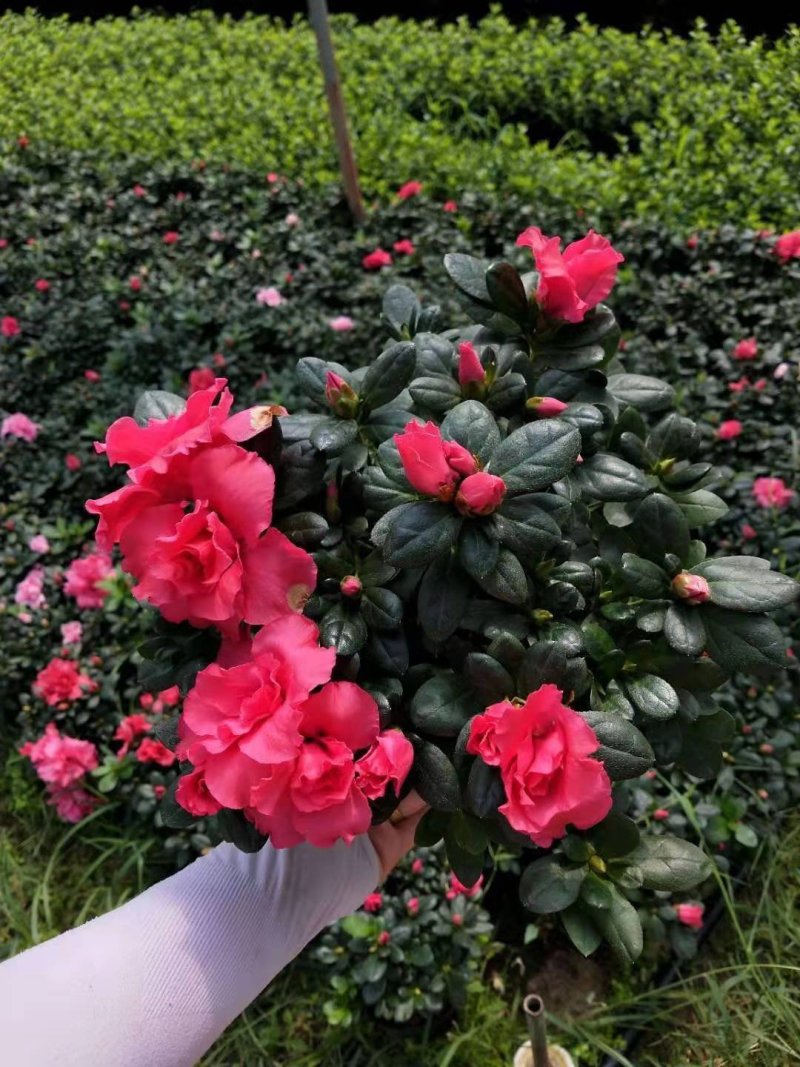 比利时杜鹃西洋杜鹃普红杜鹃