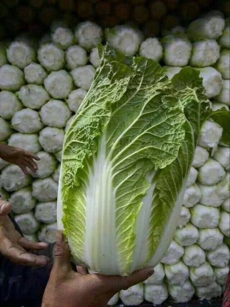 东北白菜，456净菜发市场秋宝秋黄大秋宝
