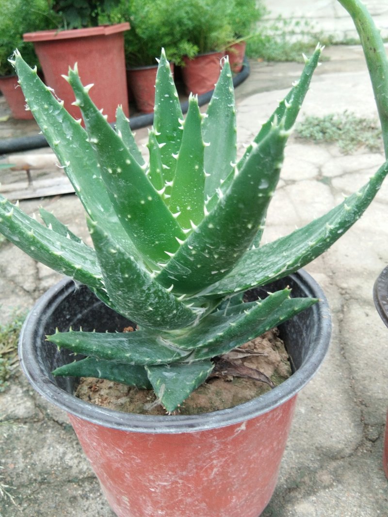 芦荟