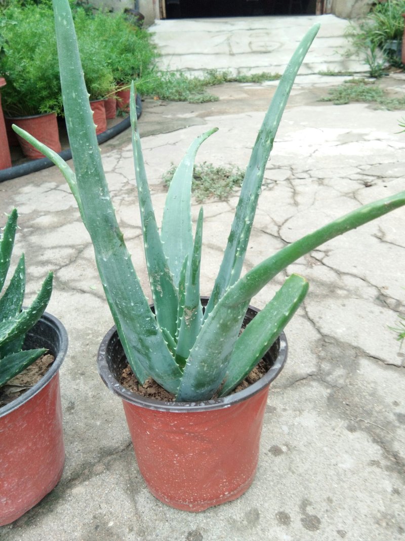 芦荟