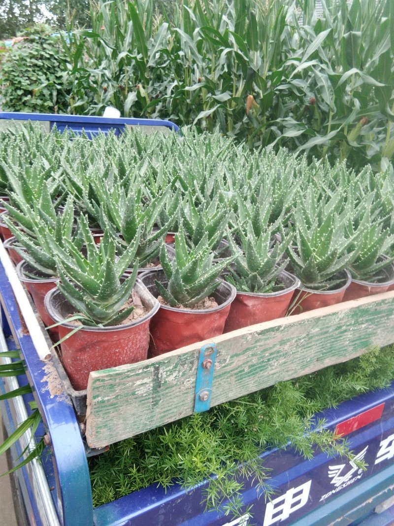 芦荟