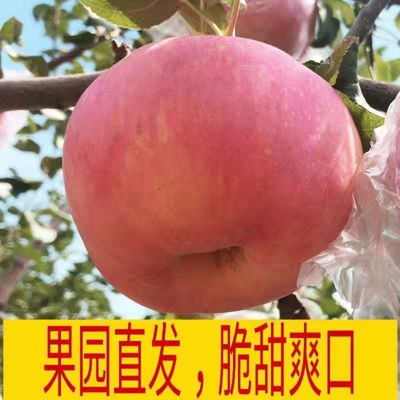 【包邮】陕西精品红富士苹果肉厚皮薄口感脆10斤装一件代发