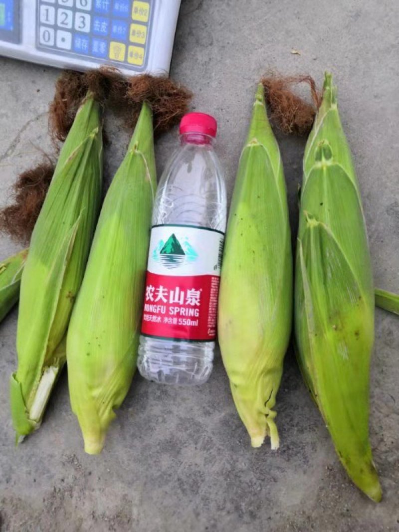 鲜玉米