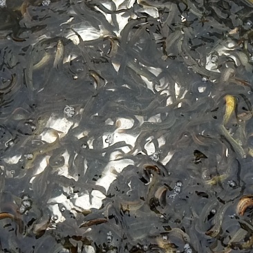 台湾泥鳅放生泥鳅各种规格都有