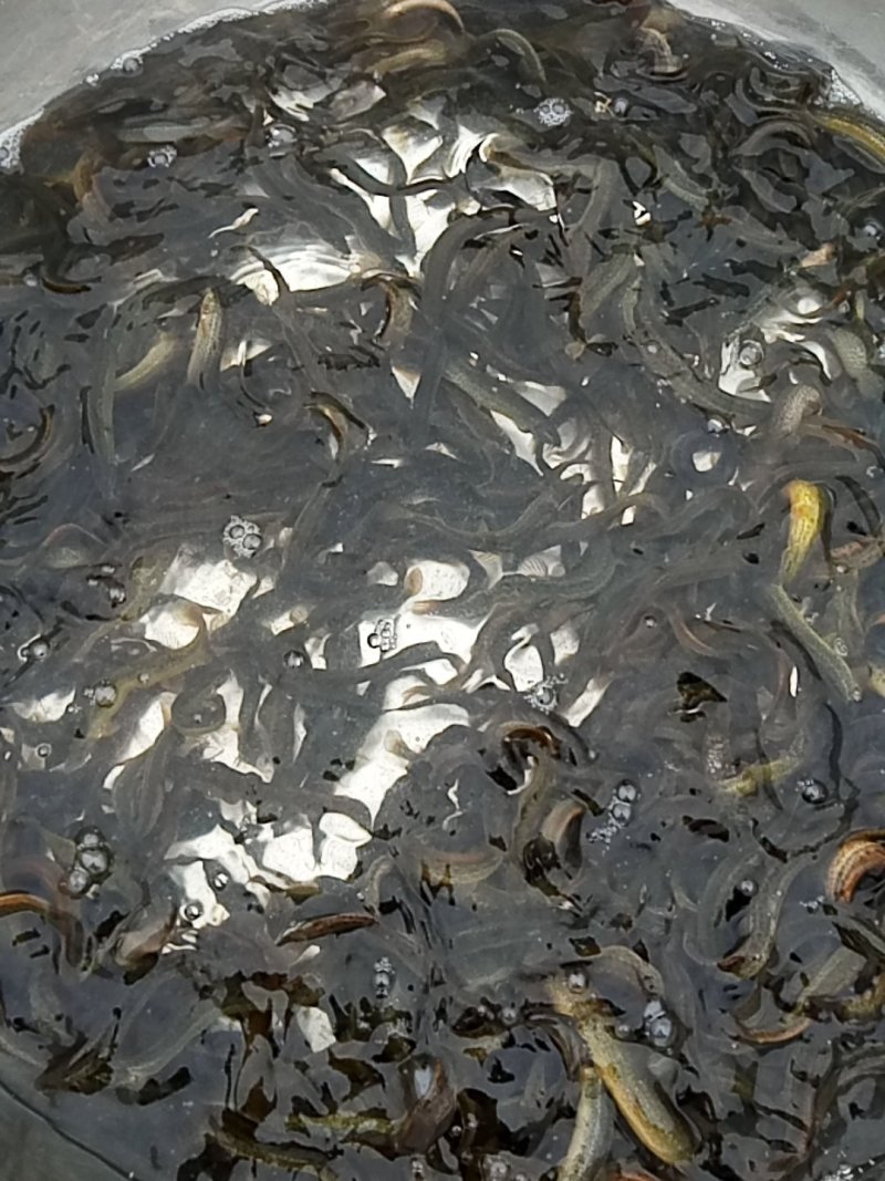 台湾泥鳅放生泥鳅各种规格都有