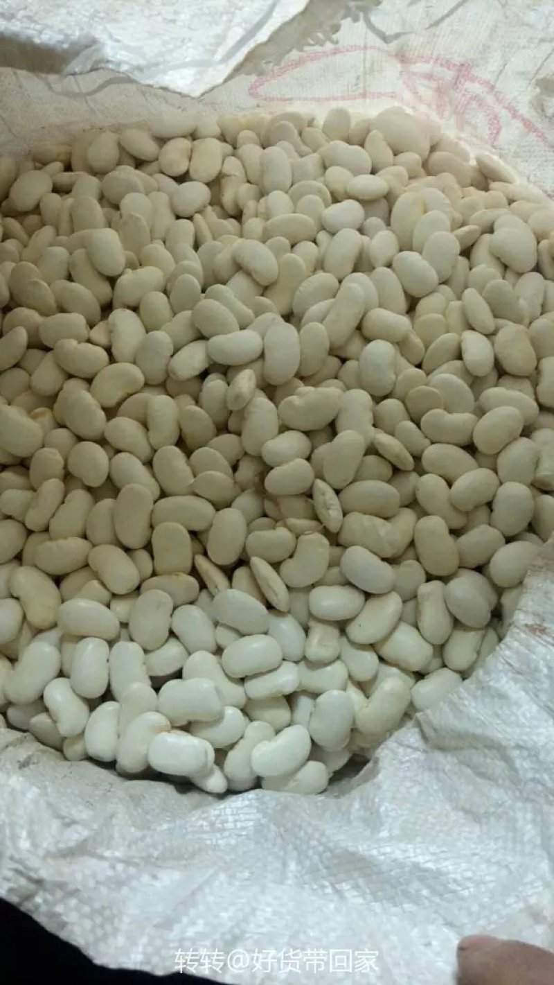 白芸豆【100斤包邮】贵州高原生态白芸豆。无污染。品质保