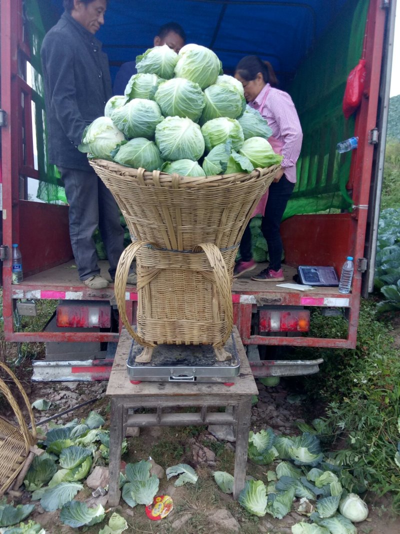 龙坪精品白菜上市了，量大，