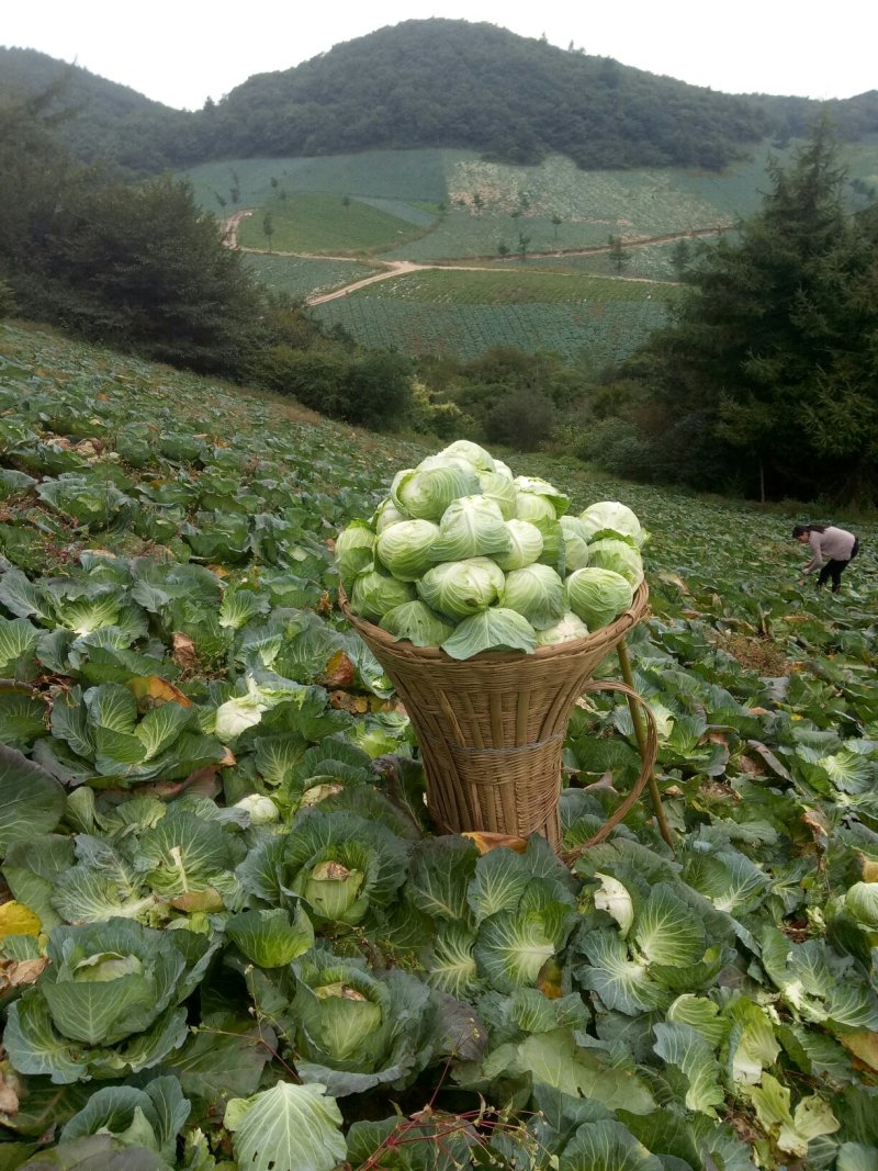 龙坪精品白菜上市了，量大，