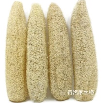 几百亩纯天然丝瓜络大丰收