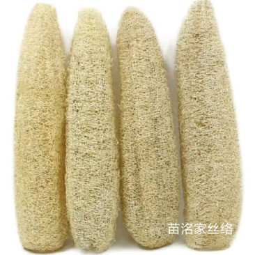 几百亩纯天然丝瓜络大丰收