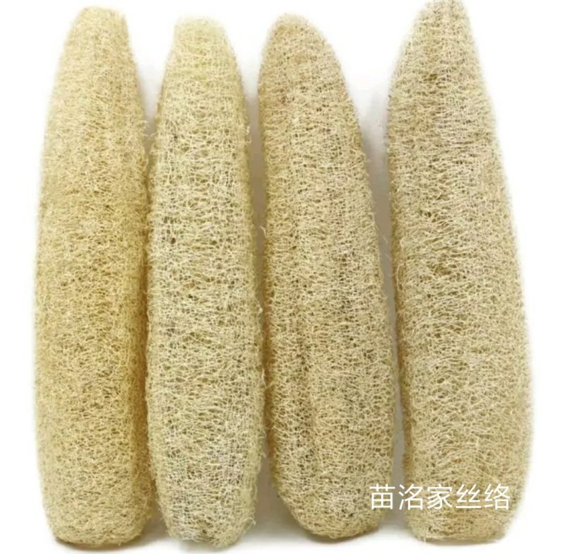 几百亩纯天然丝瓜络大丰收
