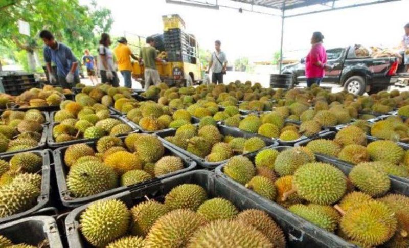 泰国金枕头榴莲