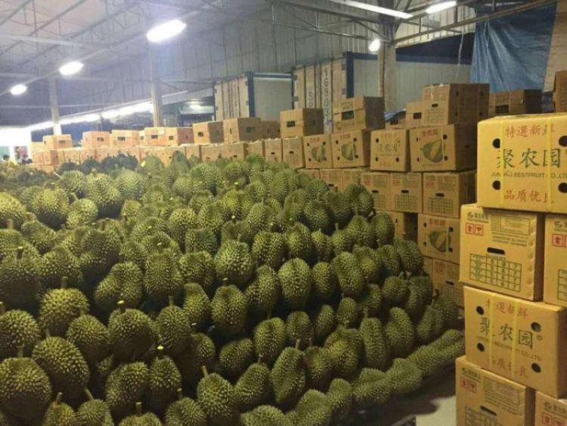 泰国金枕头榴莲