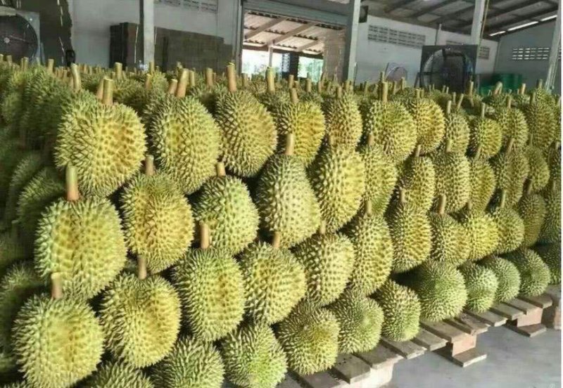 泰国金枕头榴莲