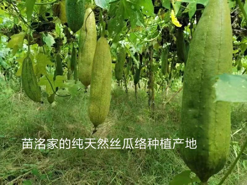 几百亩纯天然丝瓜络大丰收
