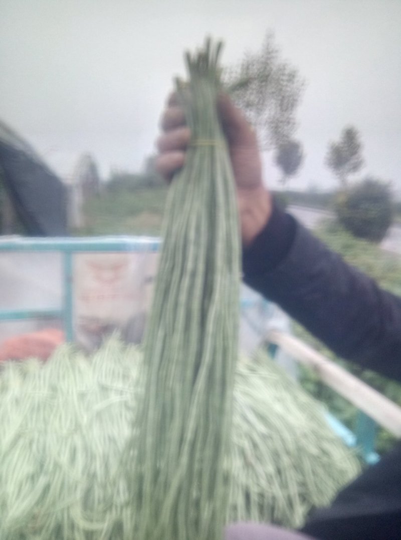 長豆角