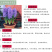 风信子种球土培水培花卉风信子种子桌面盆栽