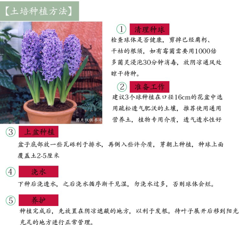 风信子种球土培水培花卉风信子种子桌面盆栽