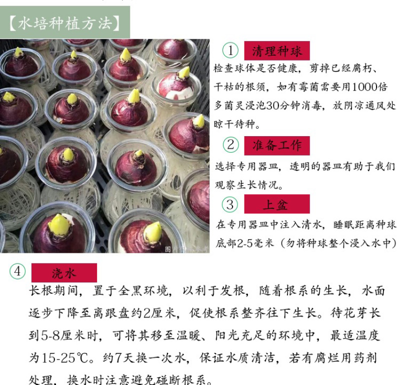 风信子种球土培水培花卉风信子种子桌面盆栽