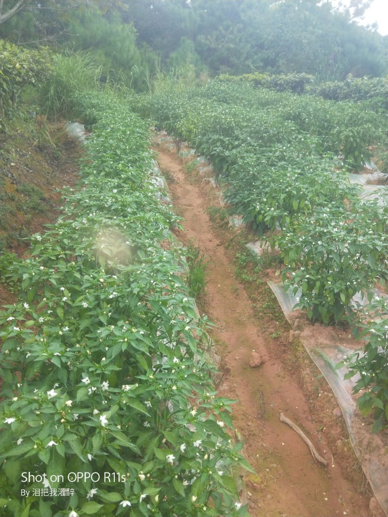 冲天椒