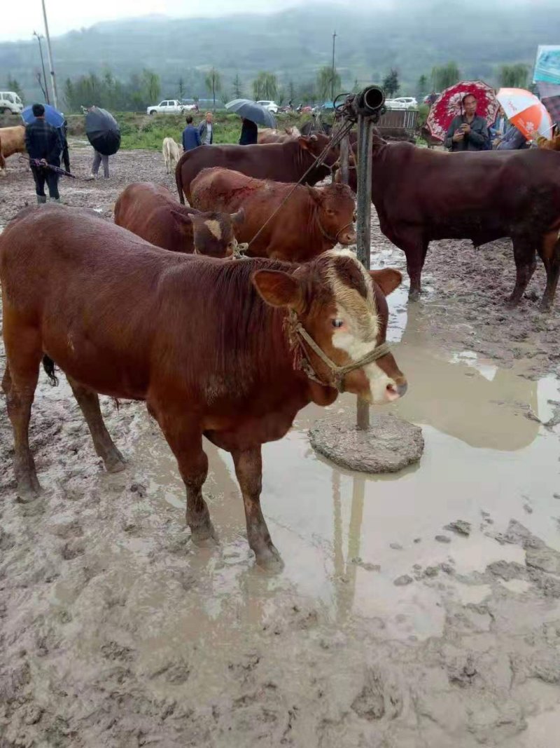 西门塔尔牛犊