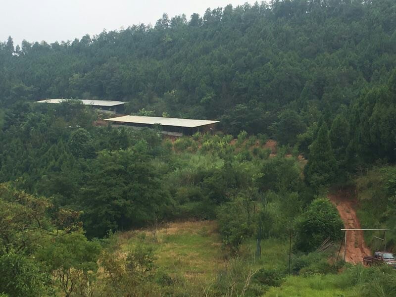 真正全粮食跑山鸡