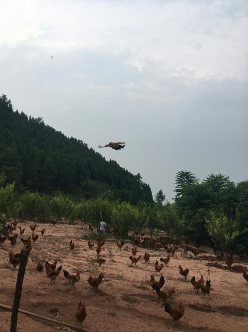 真正全粮食跑山鸡