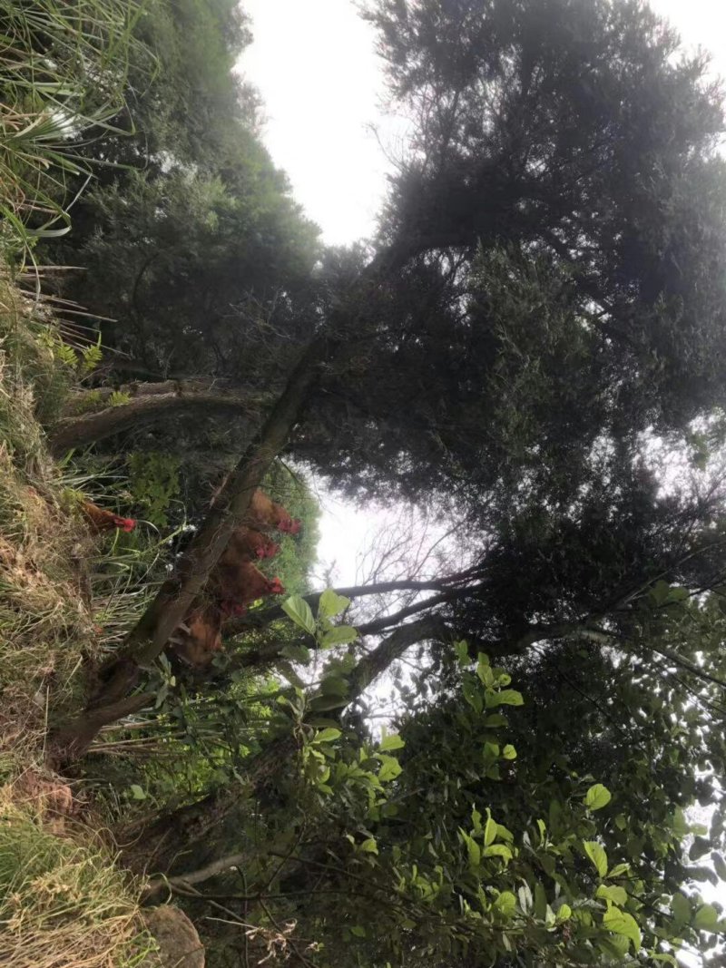 真正全粮食跑山鸡