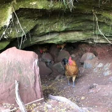 真正全粮食跑山鸡