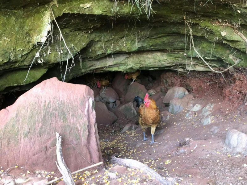 真正全粮食跑山鸡