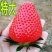 草莓苗奶油草莓苗章姬美十三草莓苗基地直销提供技术指导