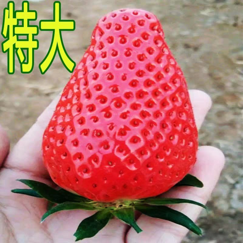 草莓苗奶油草莓苗章姬美十三草莓苗基地直销提供技术指导