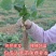 草莓苗奶油草莓苗章姬美十三草莓苗基地直销提供技术指导