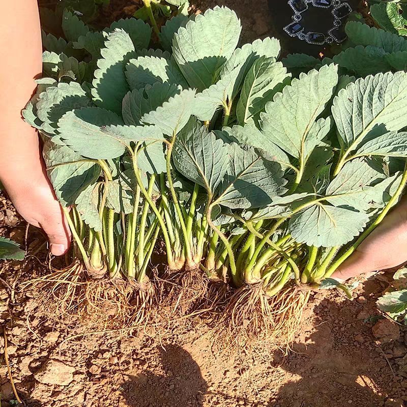 草莓苗奶油草莓苗章姬美十三草莓苗基地直销提供技术指导