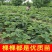 草莓苗奶油草莓苗章姬美十三草莓苗基地直销提供技术指导