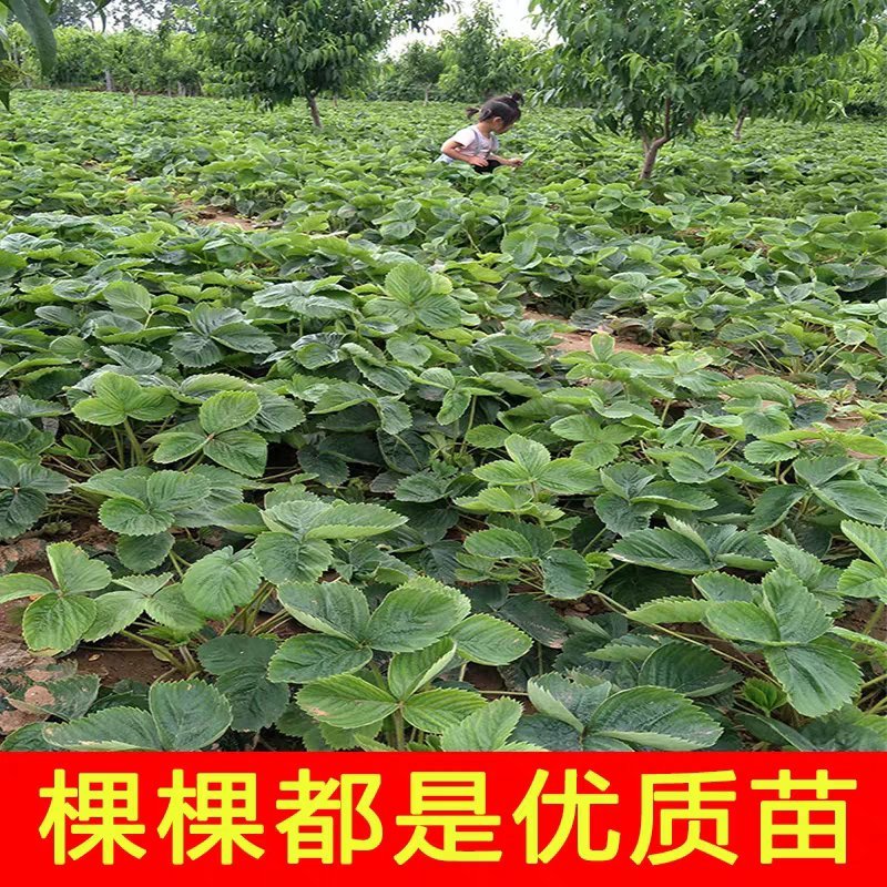 草莓苗奶油草莓苗章姬美十三草莓苗基地直销提供技术指导