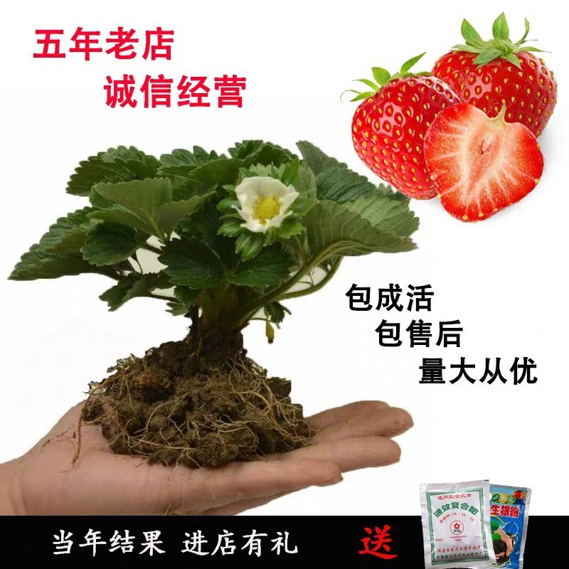 草莓苗奶油草莓苗章姬美十三草莓苗基地直销提供技术指导
