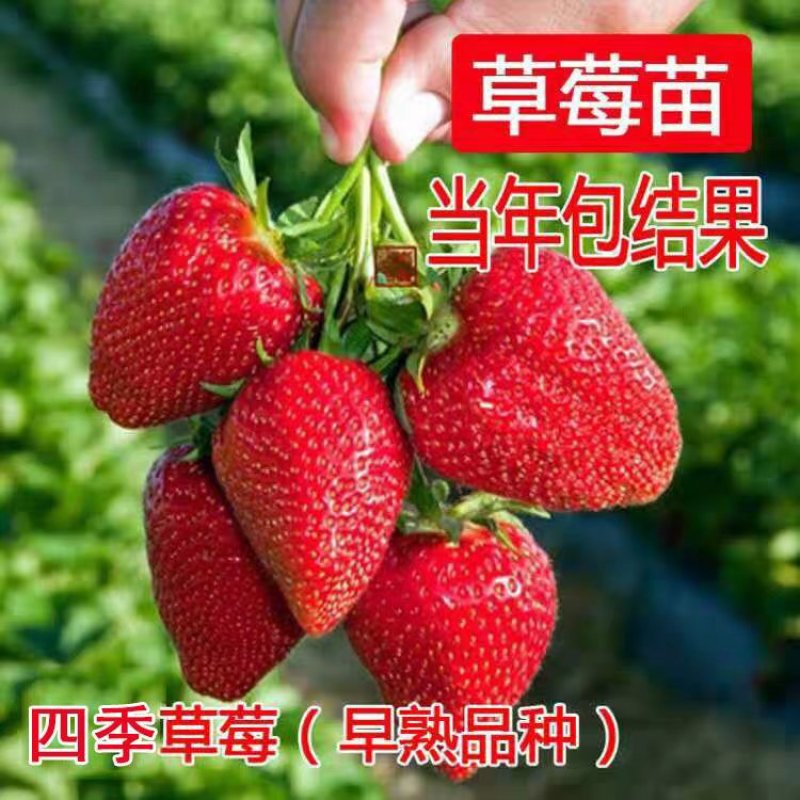 草莓苗奶油草莓苗章姬美十三草莓苗基地直销提供技术指导