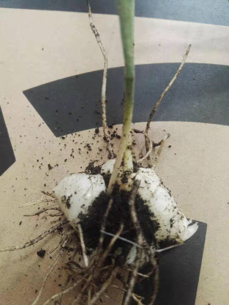 黄精籽育苗，多花姜型甜黄精，提供技术指导，一件代发